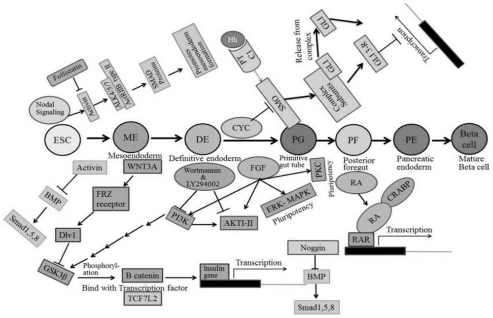 Culture media and applications thereof, and differentiation methods of induced pluripotent stem cells into pancreatic islets