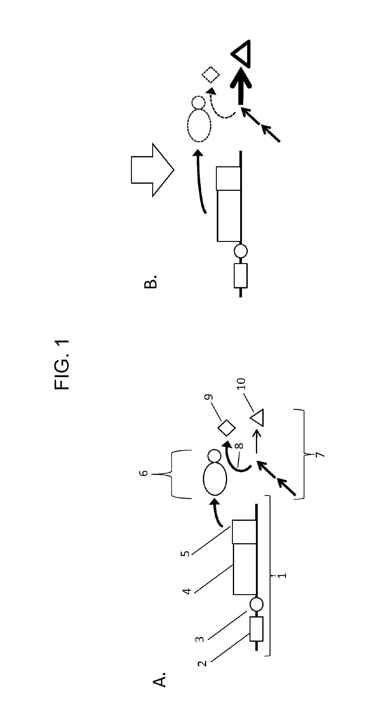 Methods and molecules for yield improvement involving metabolic engineering
