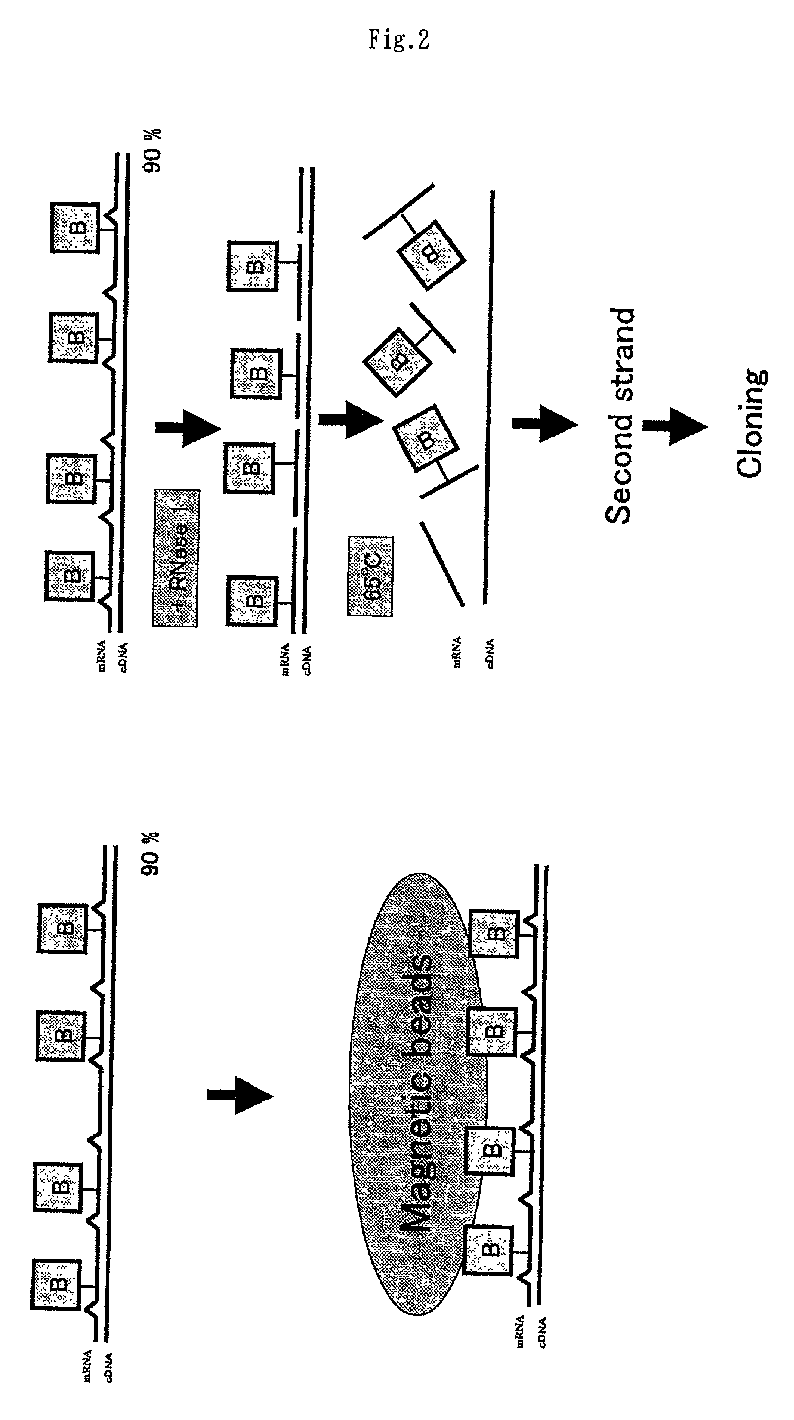 Method of preparing normalized and/or subtracted cDNA