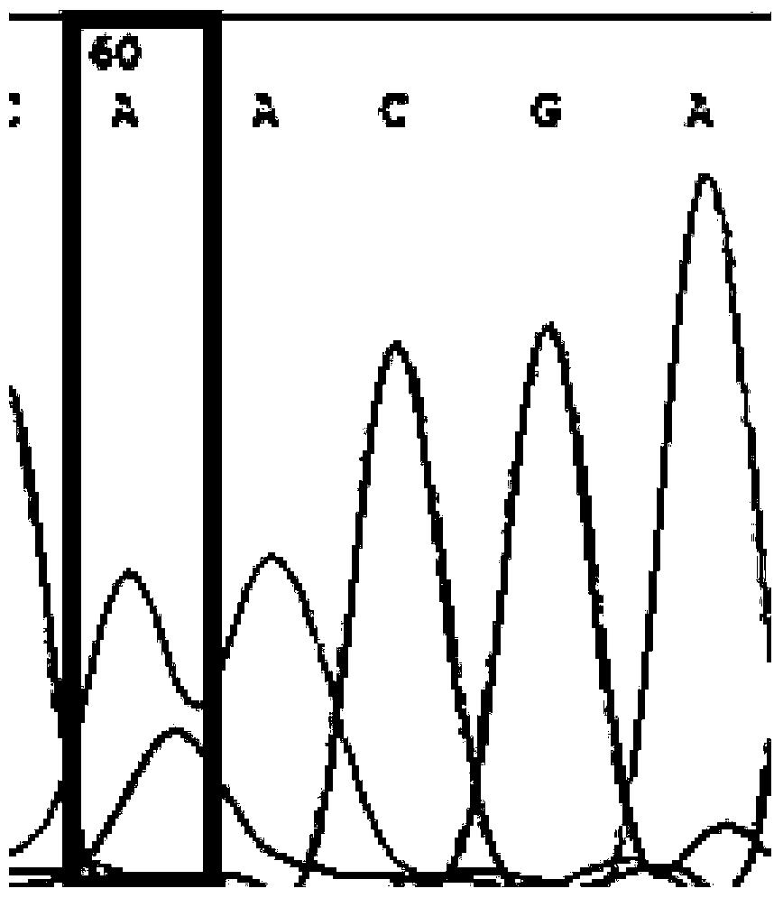 A method for assisted identification of sheep growth traits based on rs430810656 SNP site