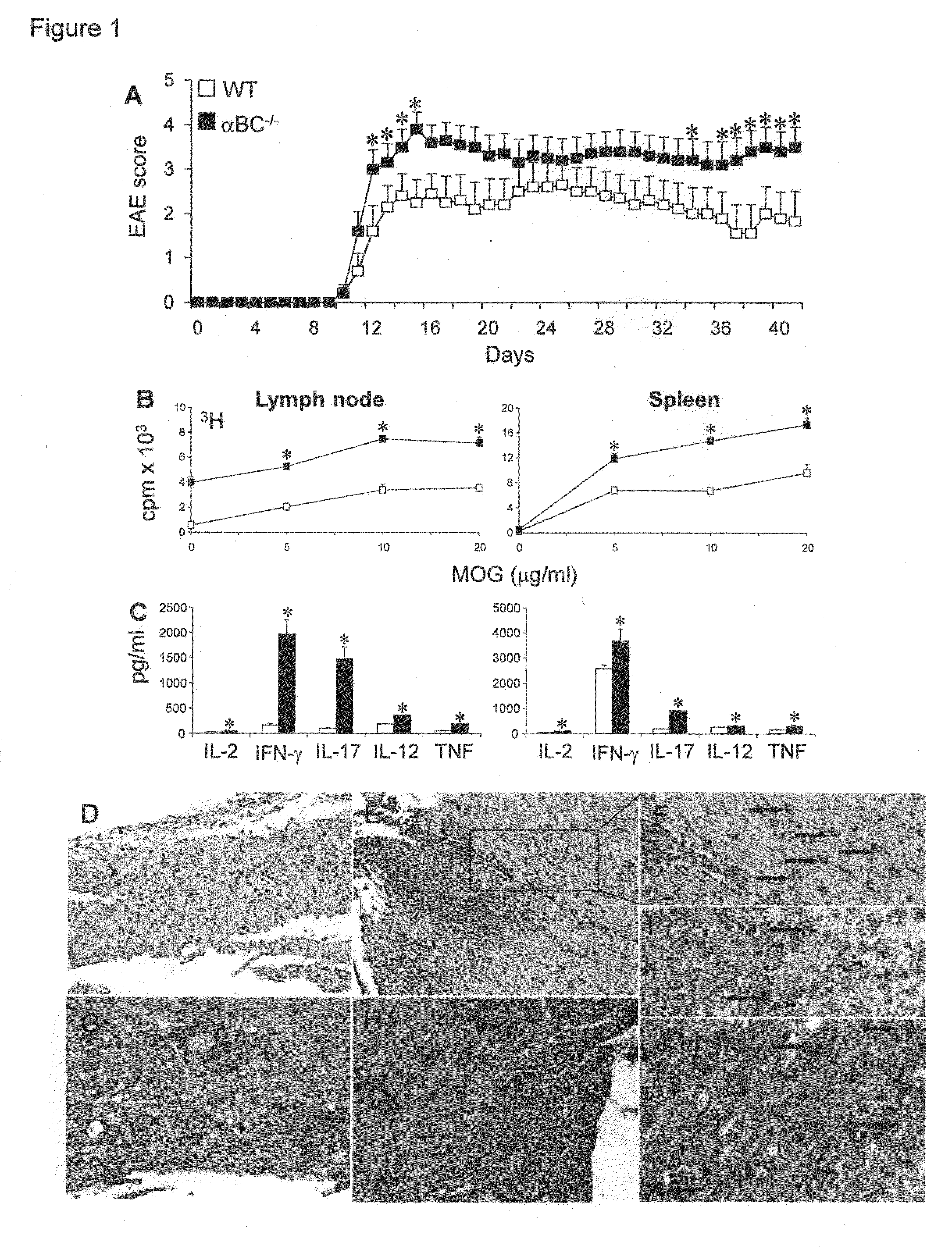 Alpha B-Crystallin as a therapy for inflammation