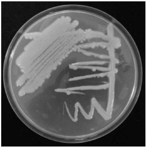 Pseudomonas rhodesiae PYQ4 for highly producing exopolysaccharide and preparation method and application of exopolysaccharide