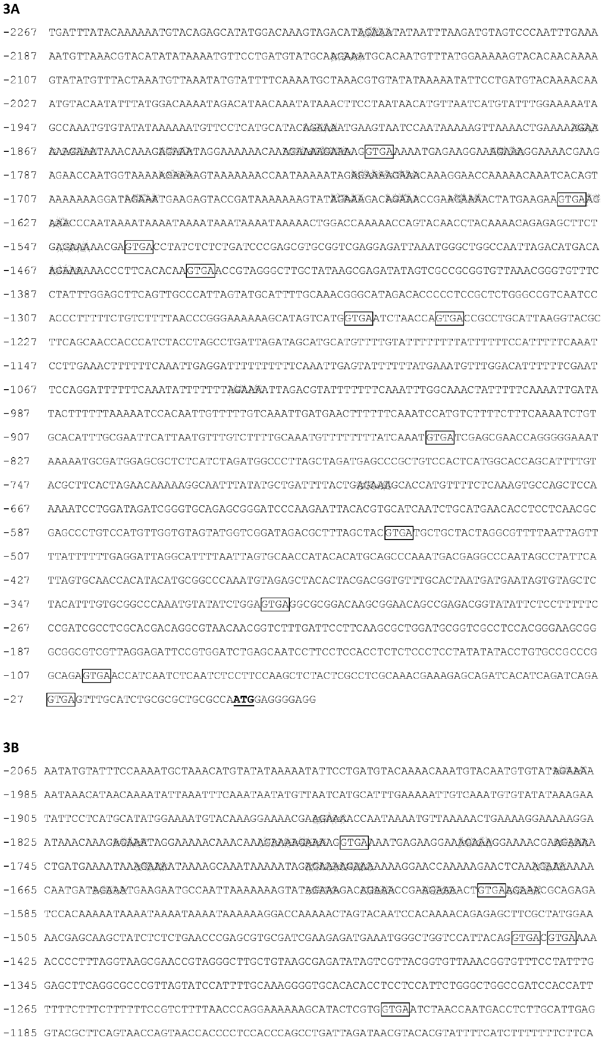 Identification and application of plant anther-specific expression promoter ptaasg036
