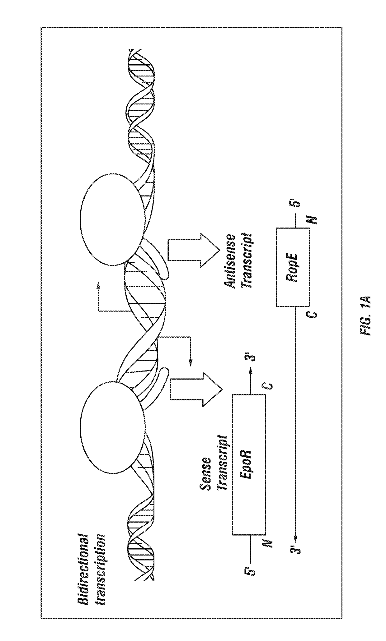 Compositions comprising antisense-encoded erythropoietin receptor and use thereof