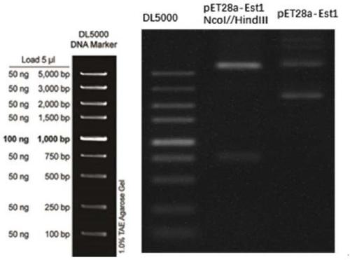 Esterase mutant and application thereof