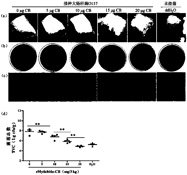 Application of recombinant Mytichitin-CB antimicrobial peptide