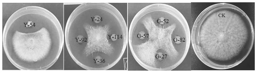 Anthurium andraeanum endophytic bacillus siamensis HZY-54 and application thereof