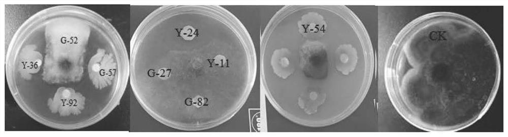 Anthurium andraeanum endophytic bacillus siamensis HZY-54 and application thereof