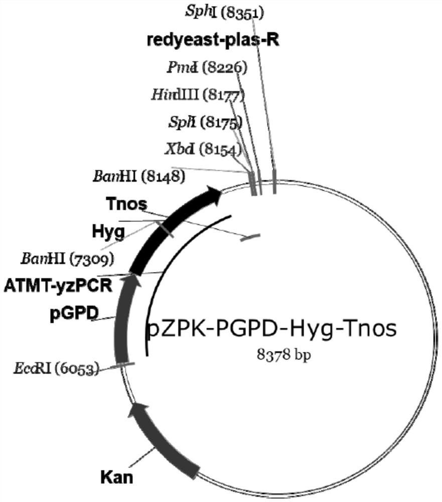 A method for constructing ergothioneine-producing bacteria