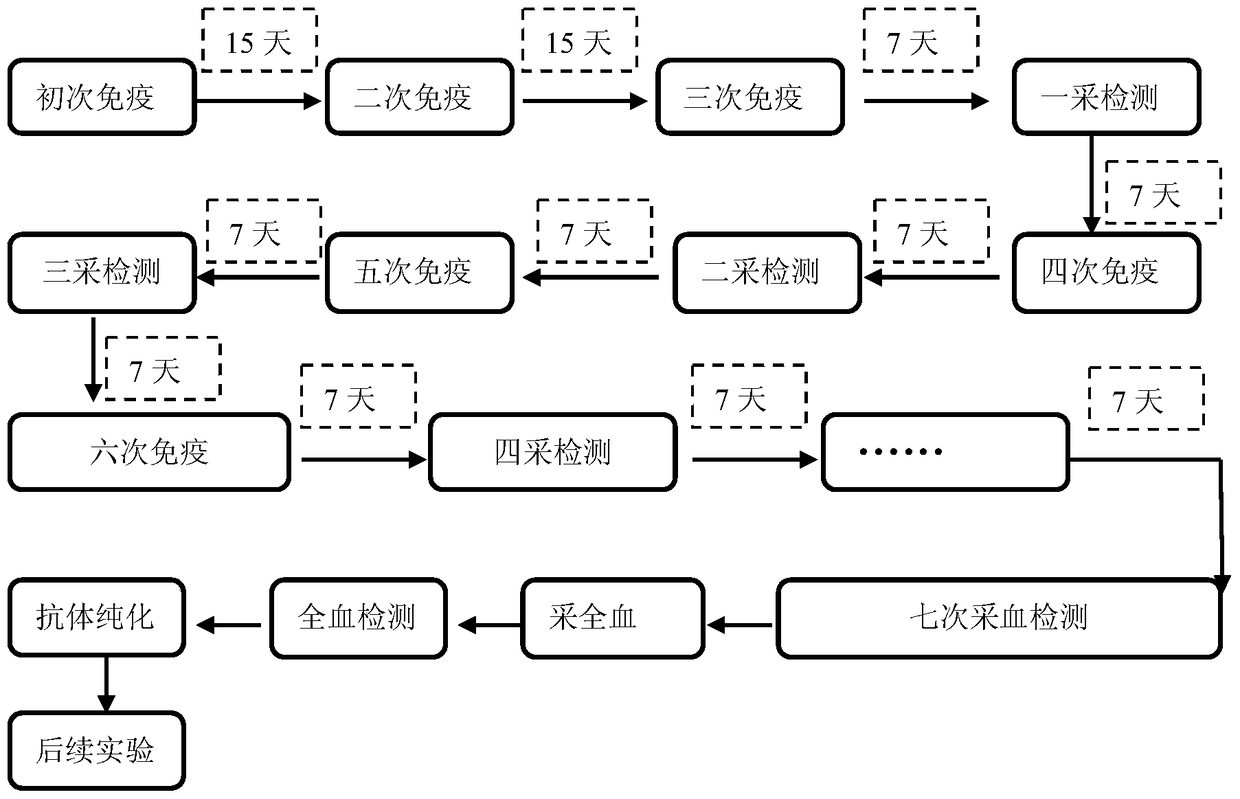 Antigens and polyclonal antibodies for differentiating Tilletia tritici and Tilletia tritici