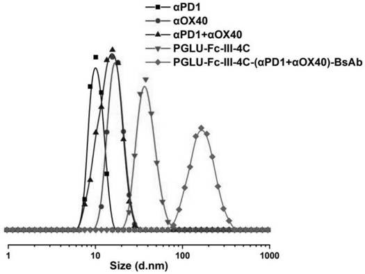 Polypeptide, preparation method of polypeptide, bispecific antibody and application of bispecific antibody