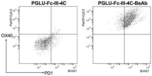 Polypeptide, preparation method of polypeptide, bispecific antibody and application of bispecific antibody