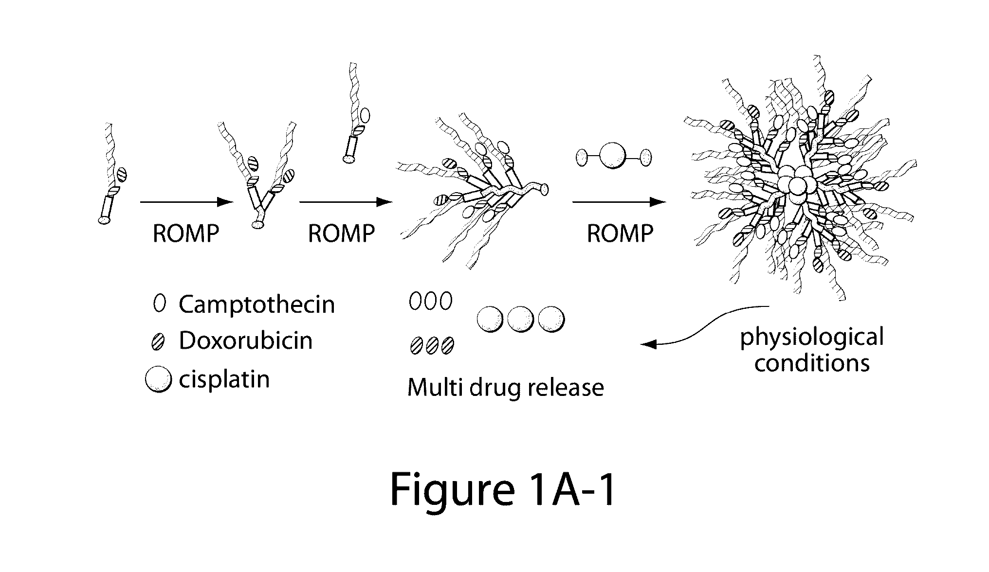 Drug delivery polymer and uses thereof