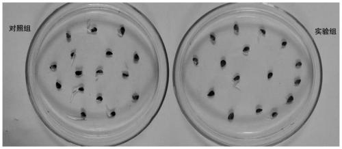 A method for inhibiting the expression of gibberellin synthetic gene in pear seeds