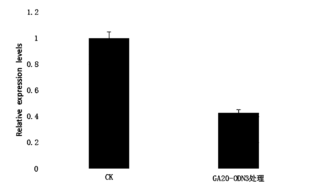 A method for inhibiting the expression of gibberellin synthetic gene in pear seeds