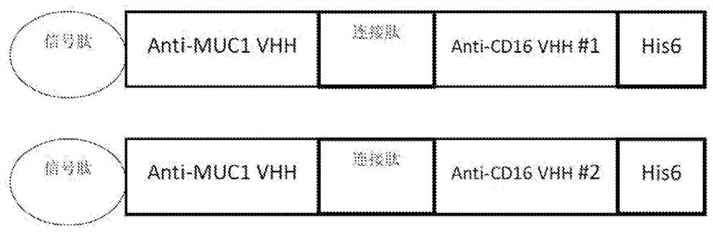 Bispecific antibodies and antibody conjugates for tumor therapy and applications thereof