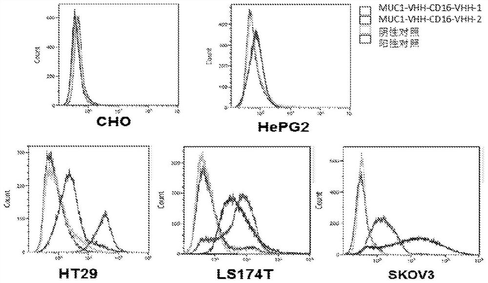 Bispecific antibodies and antibody conjugates for tumor therapy and applications thereof