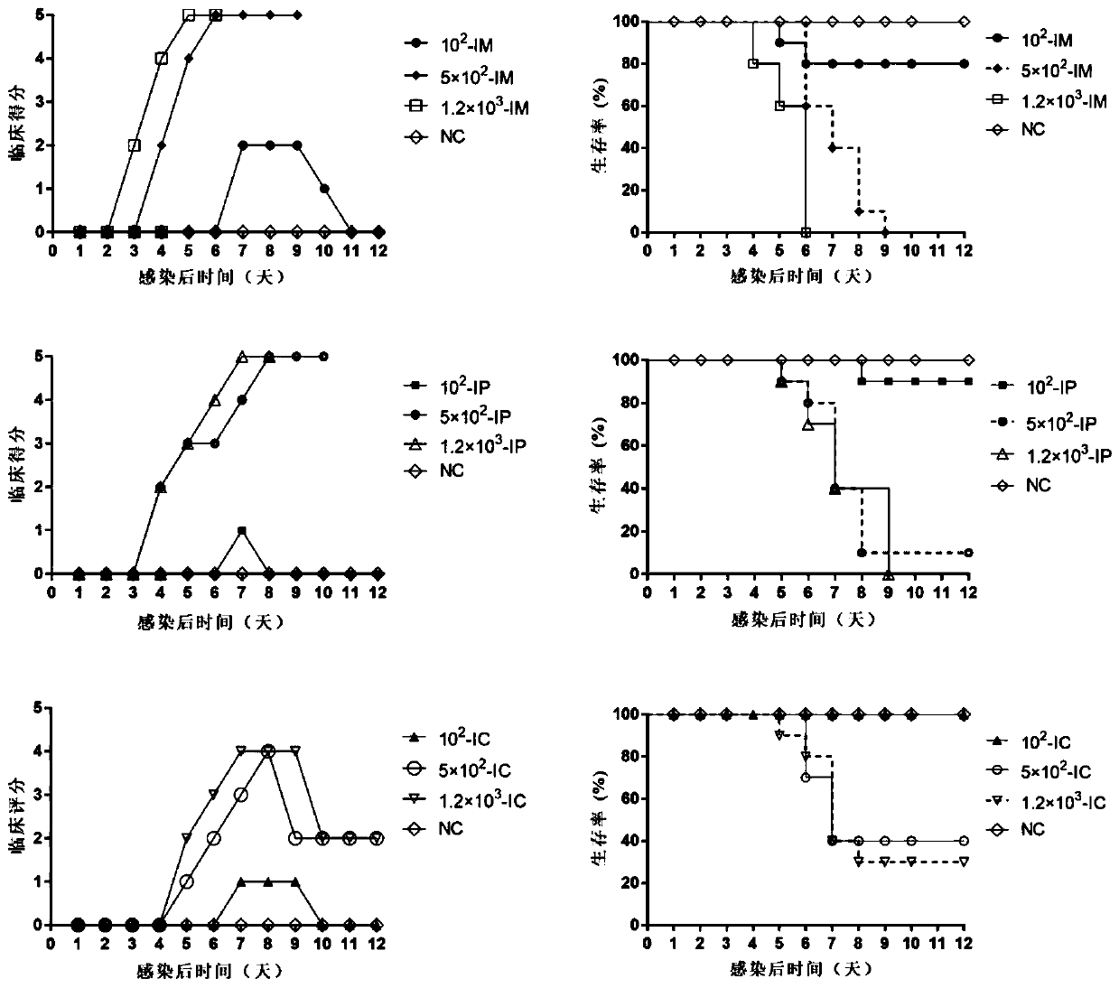 Establishment and evaluation of an animal model of coxsackievirus a10 domesticated strain ta151r-1 infection