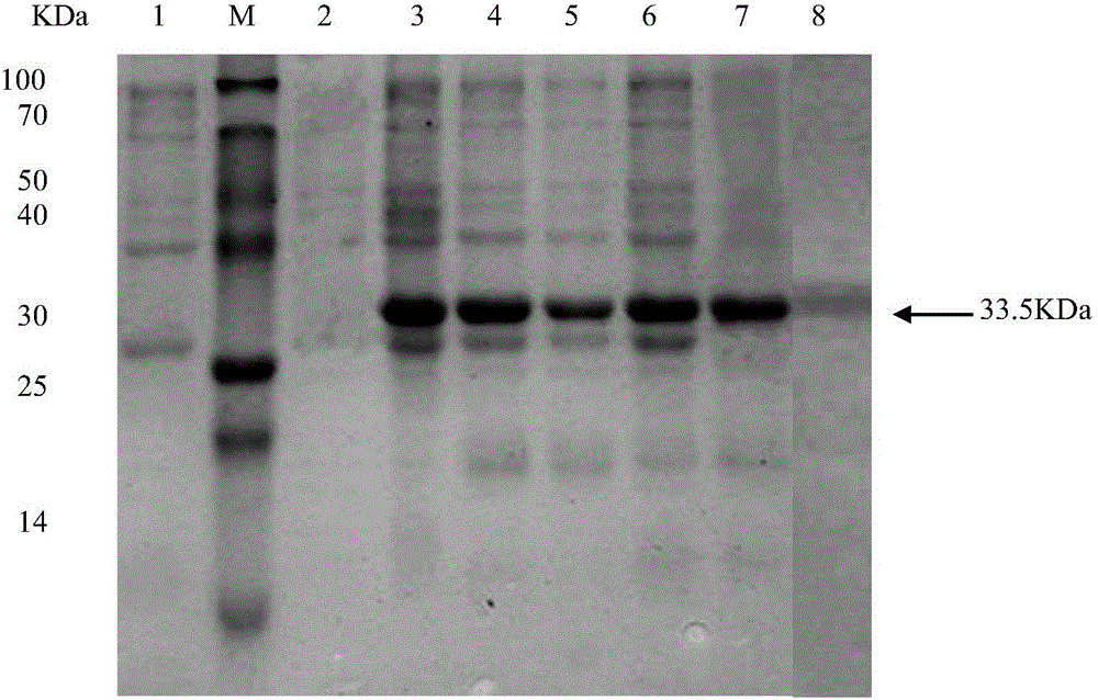 Mycoplasma ovipneumoniae multi-epitope fusion antigen MO-meAg5 and preparing method and application thereof