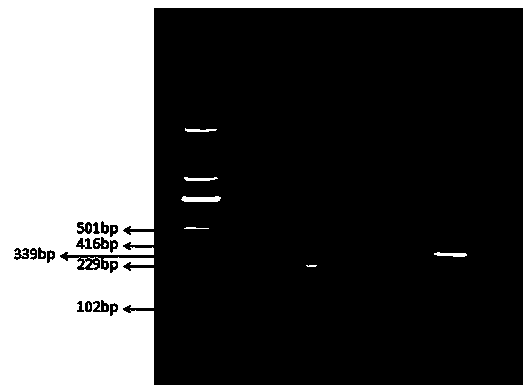 Method for detecting staphylococcus aureus and enterotoxin genotypes thereof through multiple PCR (polymerase chain reaction)