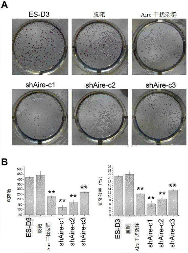 Specific marker Aire (Autoimmune Regulator) of embryonic stem cells and application thereof