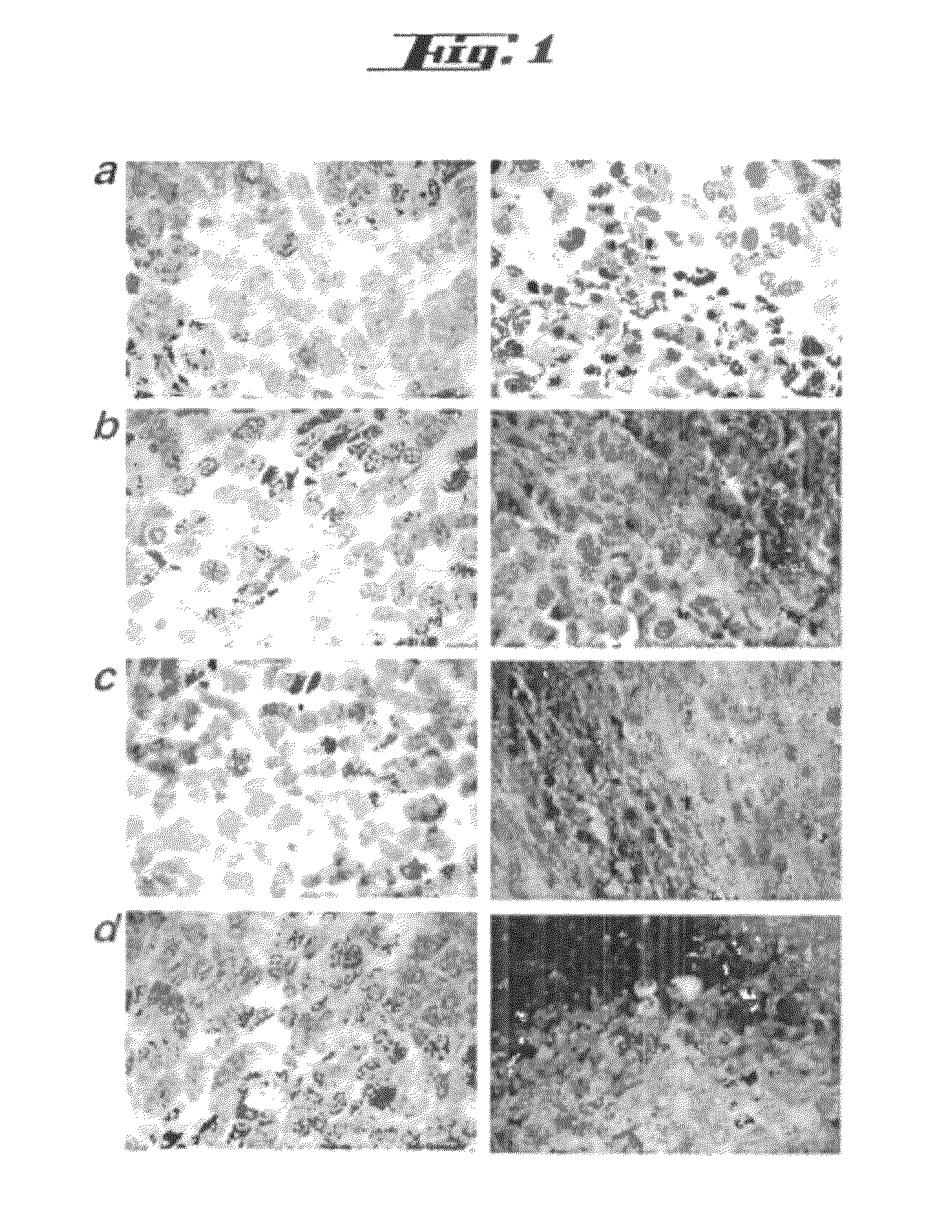 Non-pathogenic and/or attenuated bacteria capable of inducing apoptosis in macrophages, process of manufacturing and uses thereof