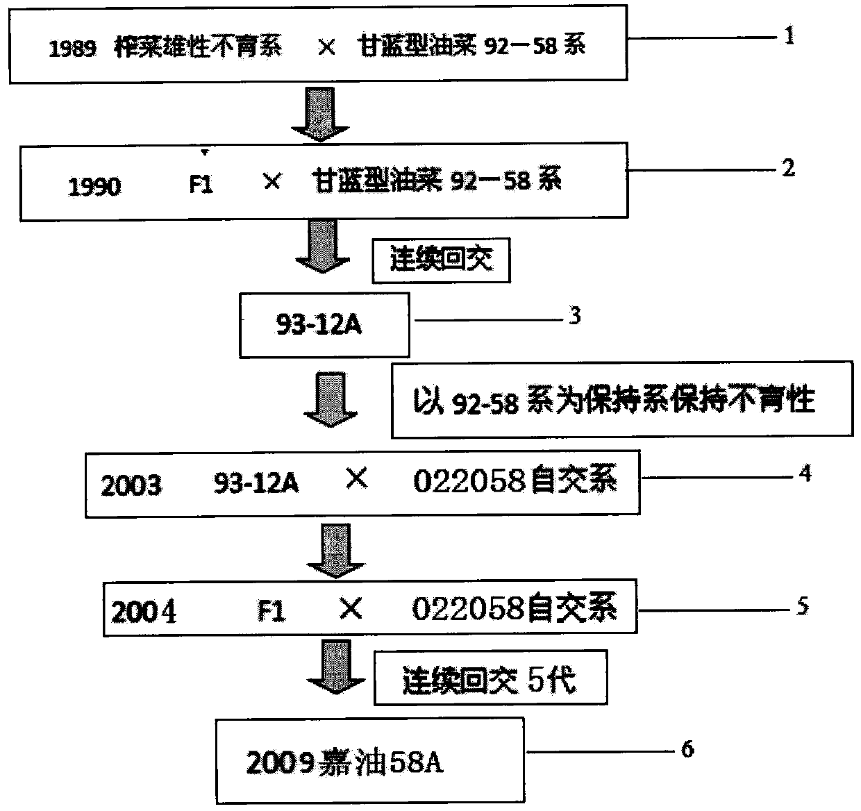Novel selective breeding method for male sterile line of Sichuan preserved pickle cytoplasm brasica napus