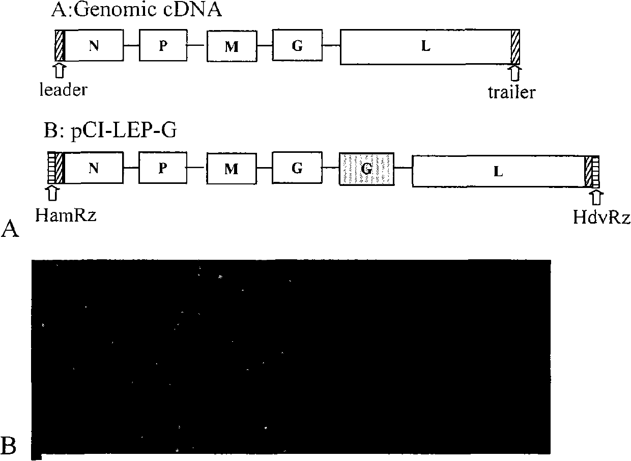 Construction of recombinant rabies virus of double-expression G gene and biological property analysis thereof