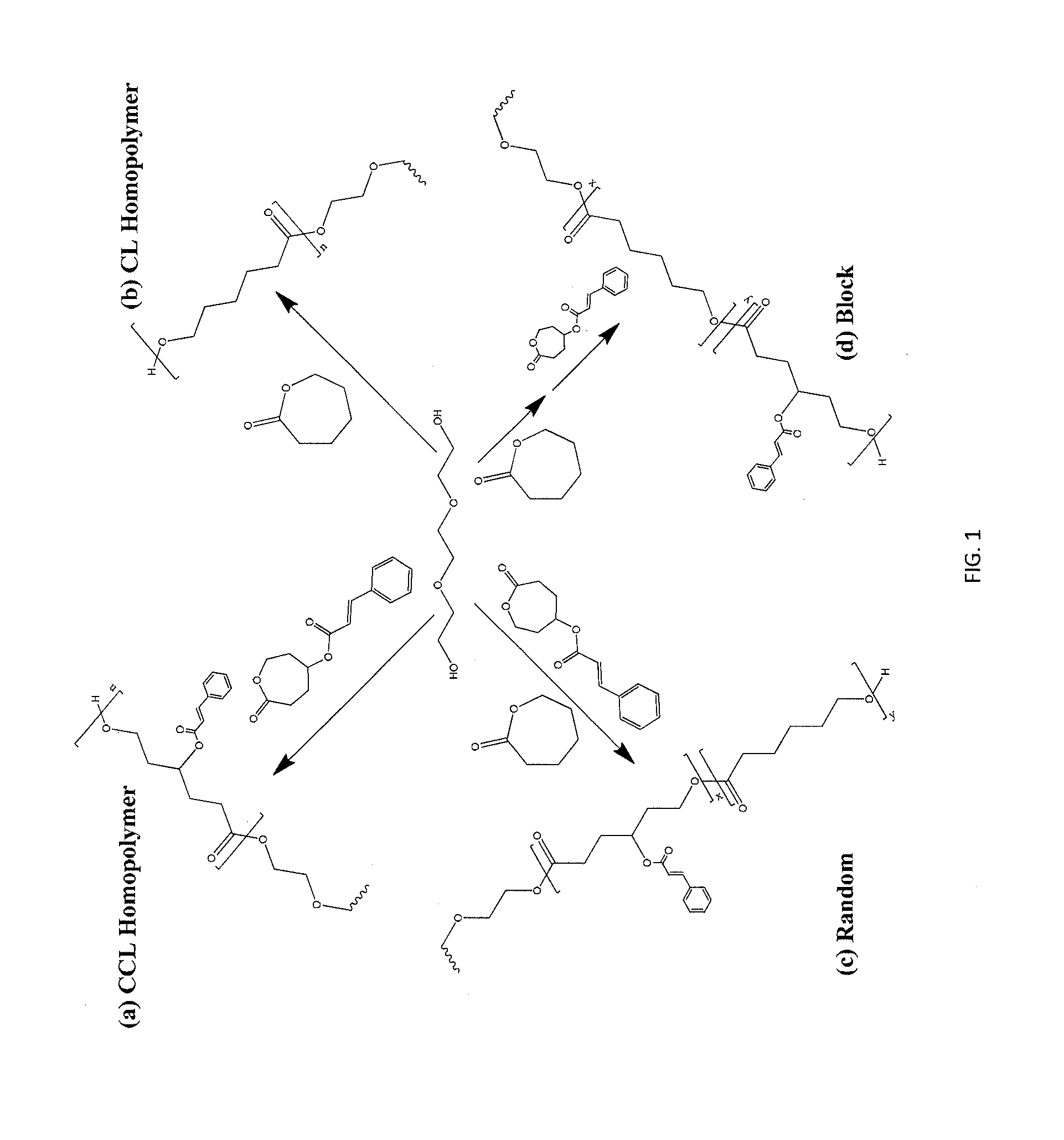 Biodegradable shape memory polymer