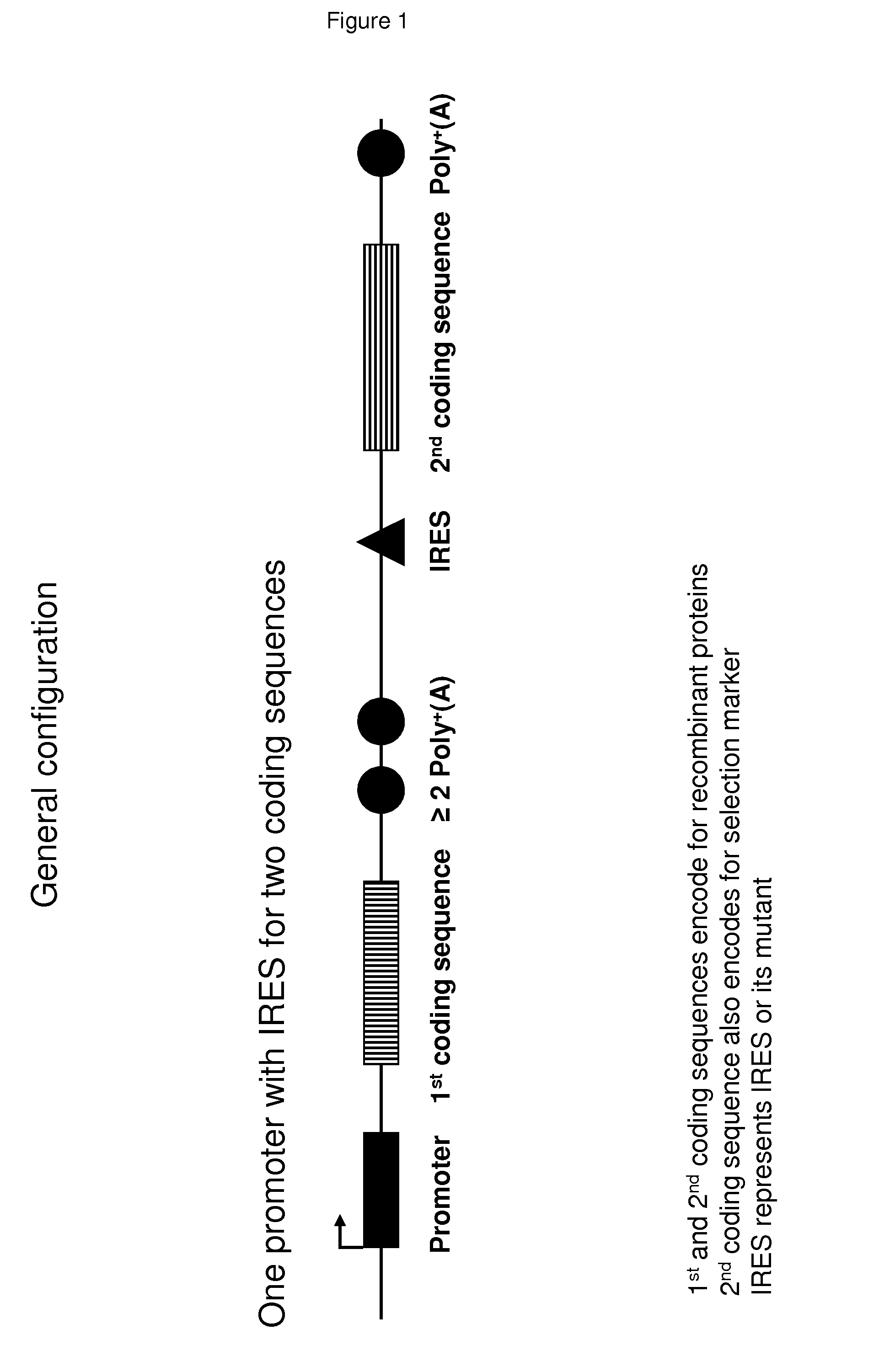 Vectors and methods for recombinant protein expression