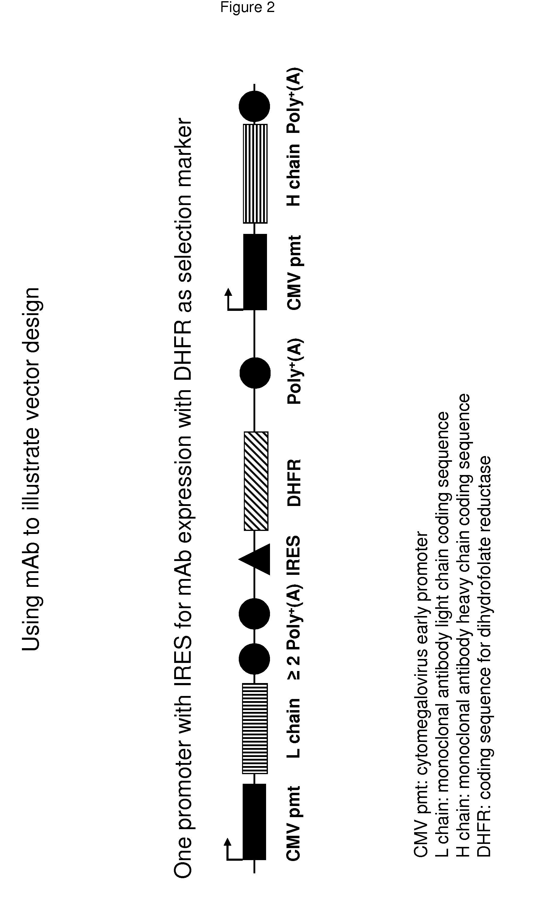 Vectors and methods for recombinant protein expression