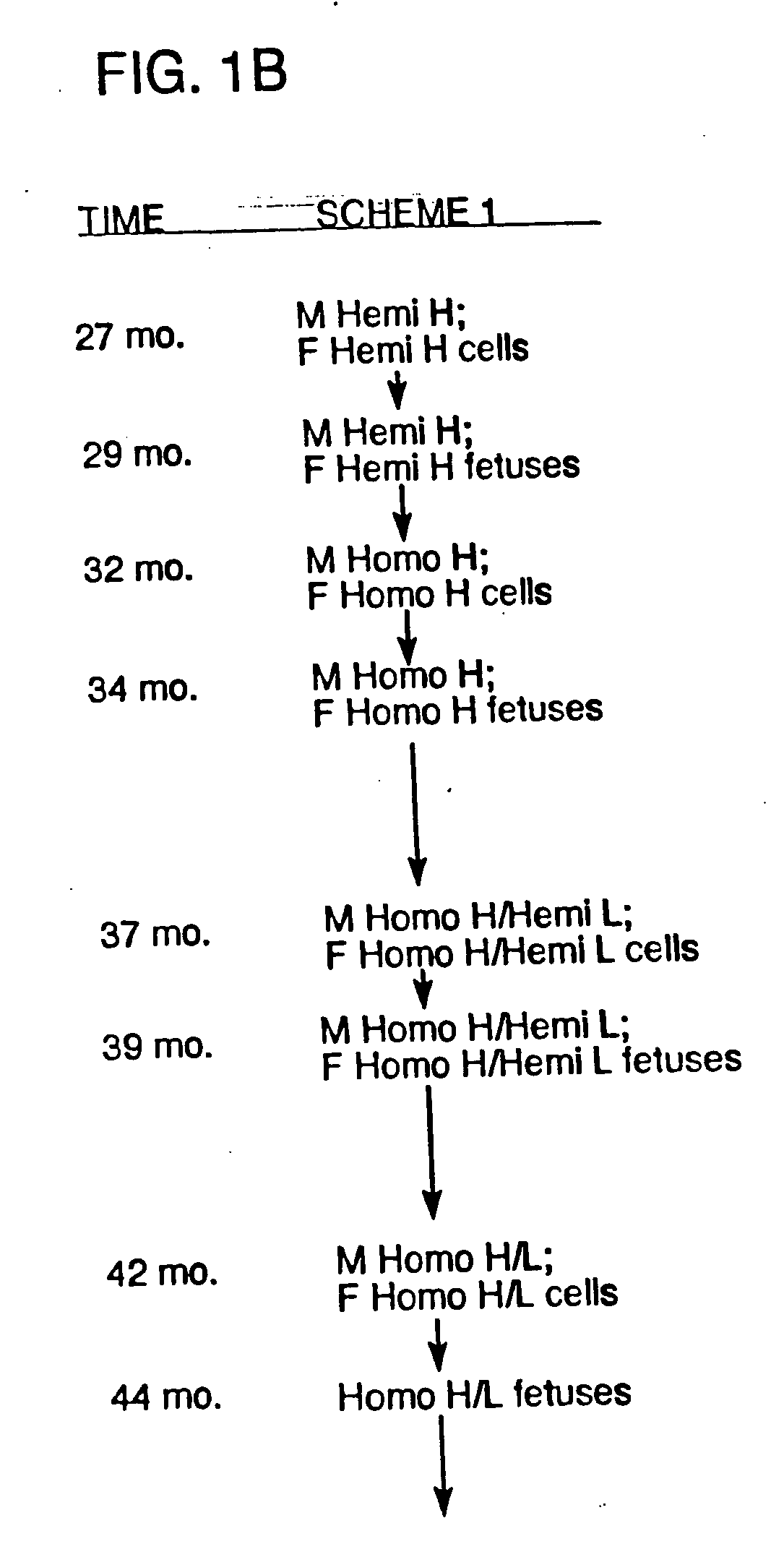 Transgenic ungulates having reduced prion protein activity and uses thereof
