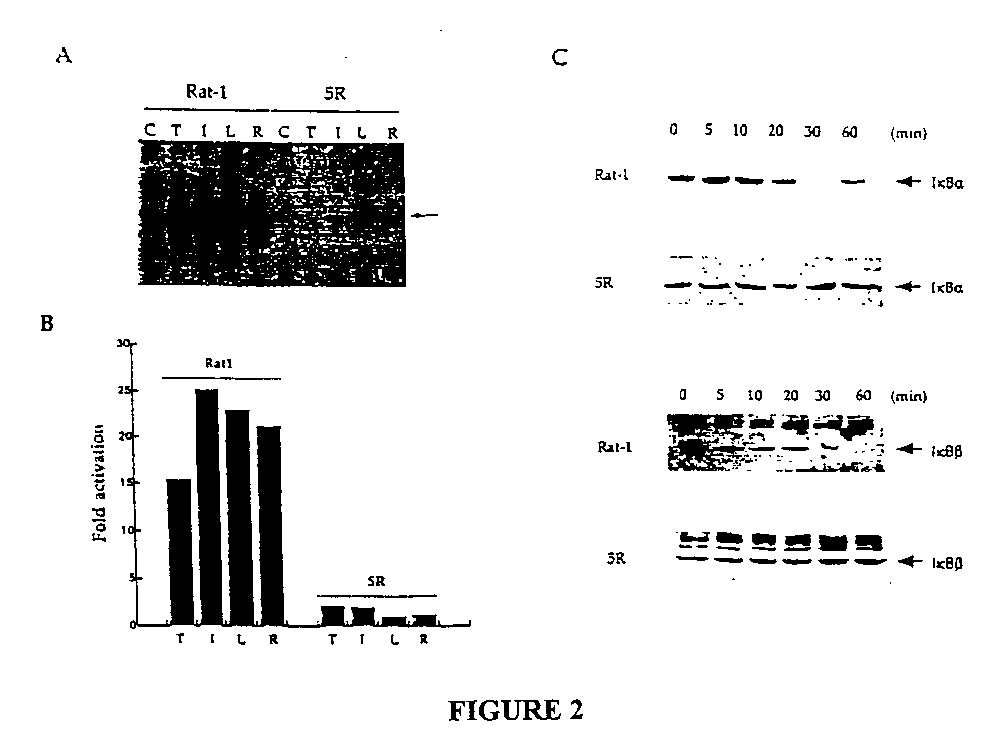 Nucleotide sequence encoding a modulator of NF-kappaB