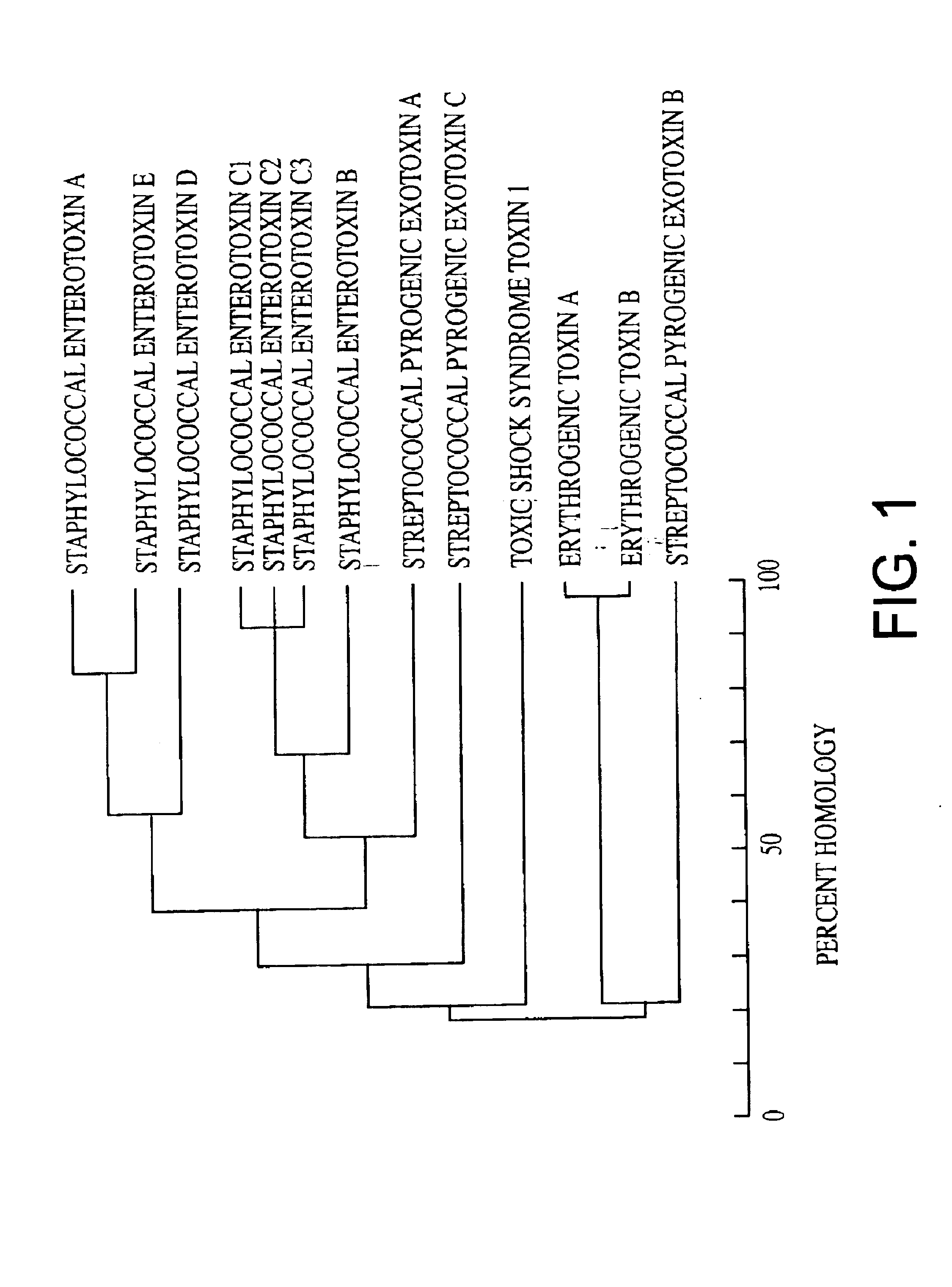 Fusion protein of streptococcal pyrogenic exotoxins