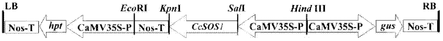 Salt-tolerant gene CcSOS1 and application thereof