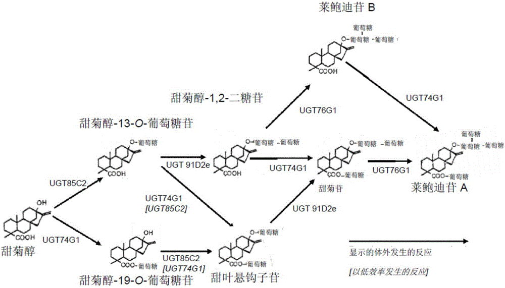 Recombinant production of steviol glycosides