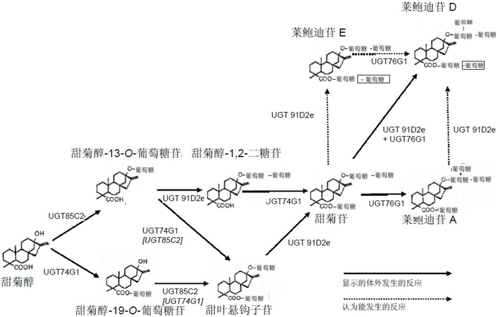 Recombinant production of steviol glycosides