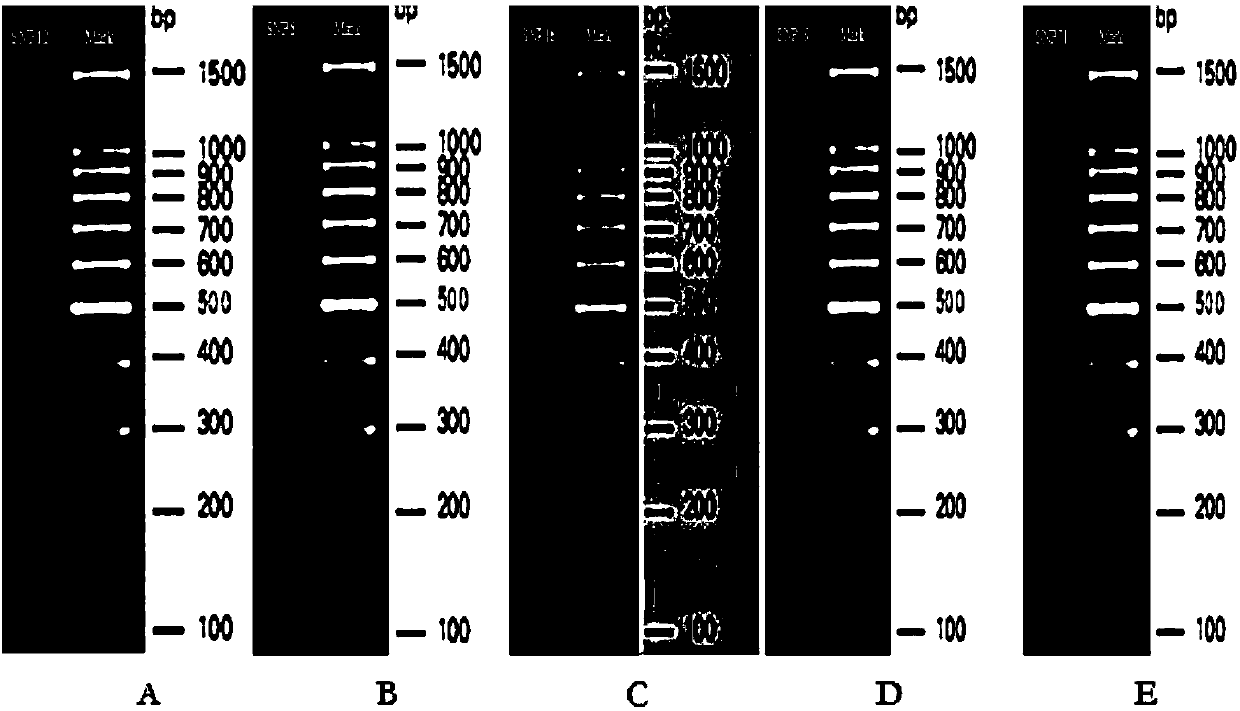 SNP (single nucleotide polymorphism) marker combination and identification method of small Meishan pig and raw meat product