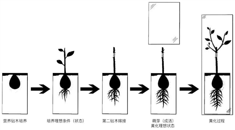 Cultivation method of clone avocado seedlings