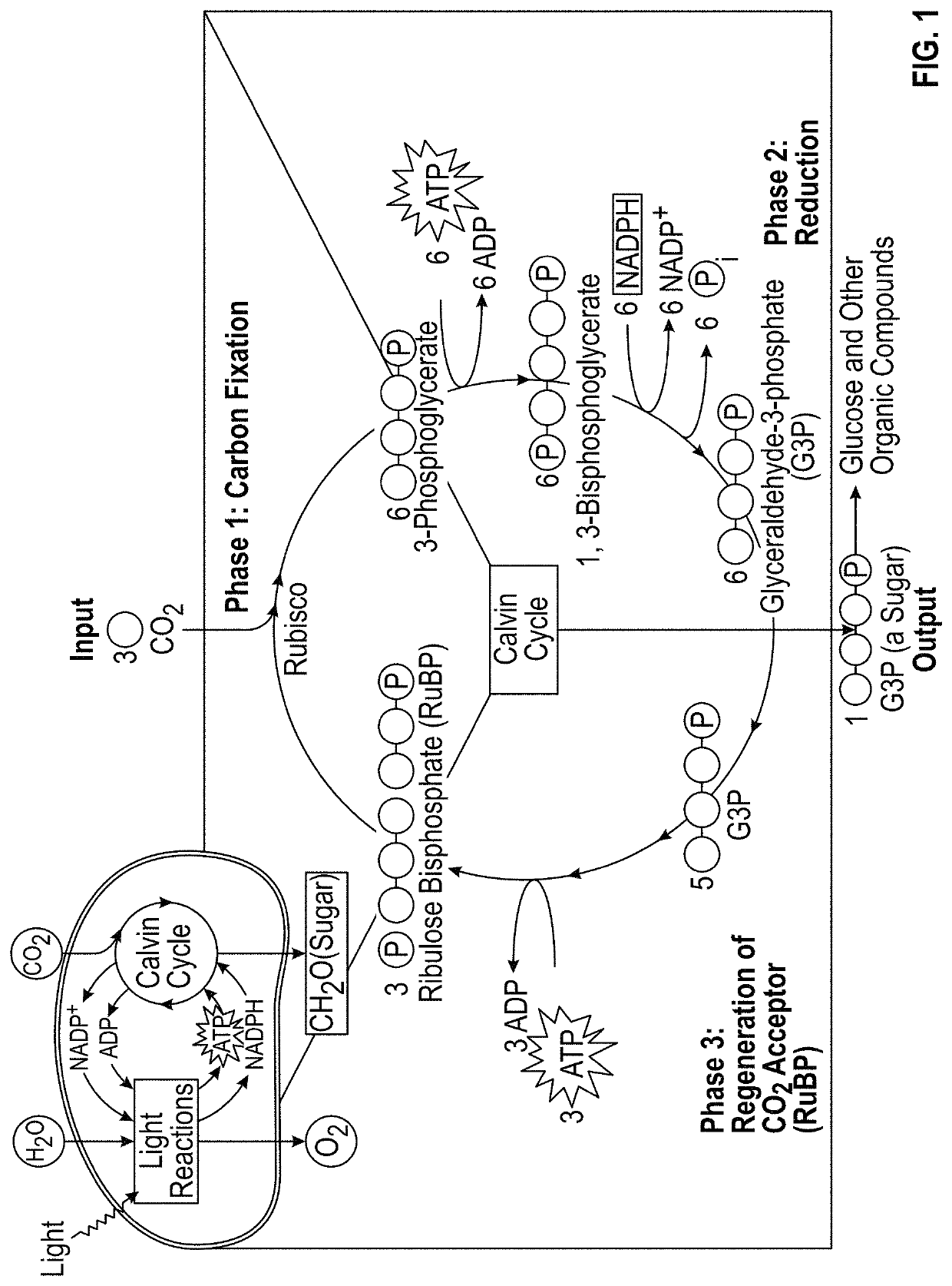 Transgenic plants with engineered redox sensitive modulation of photosynthetic antenna complex pigments and methods for making the same