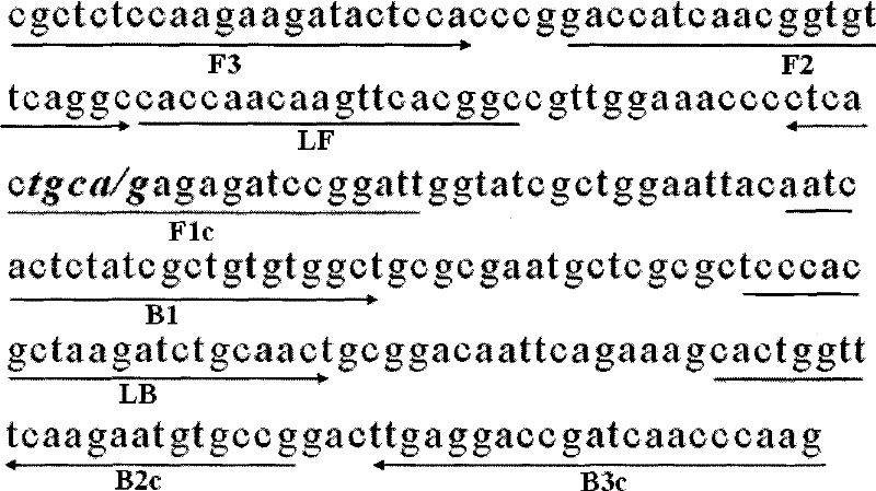 Rapid detection method of chicken infectious anemia virus and kit