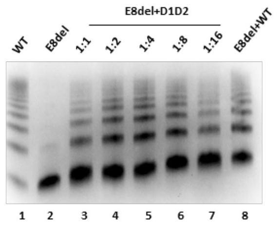 VWF propeptide expression vector as well as preparation method and application thereof