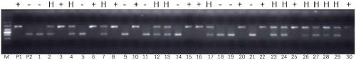 Rice flooding-tolerant gene Sub1 co-dominant molecular marker and application