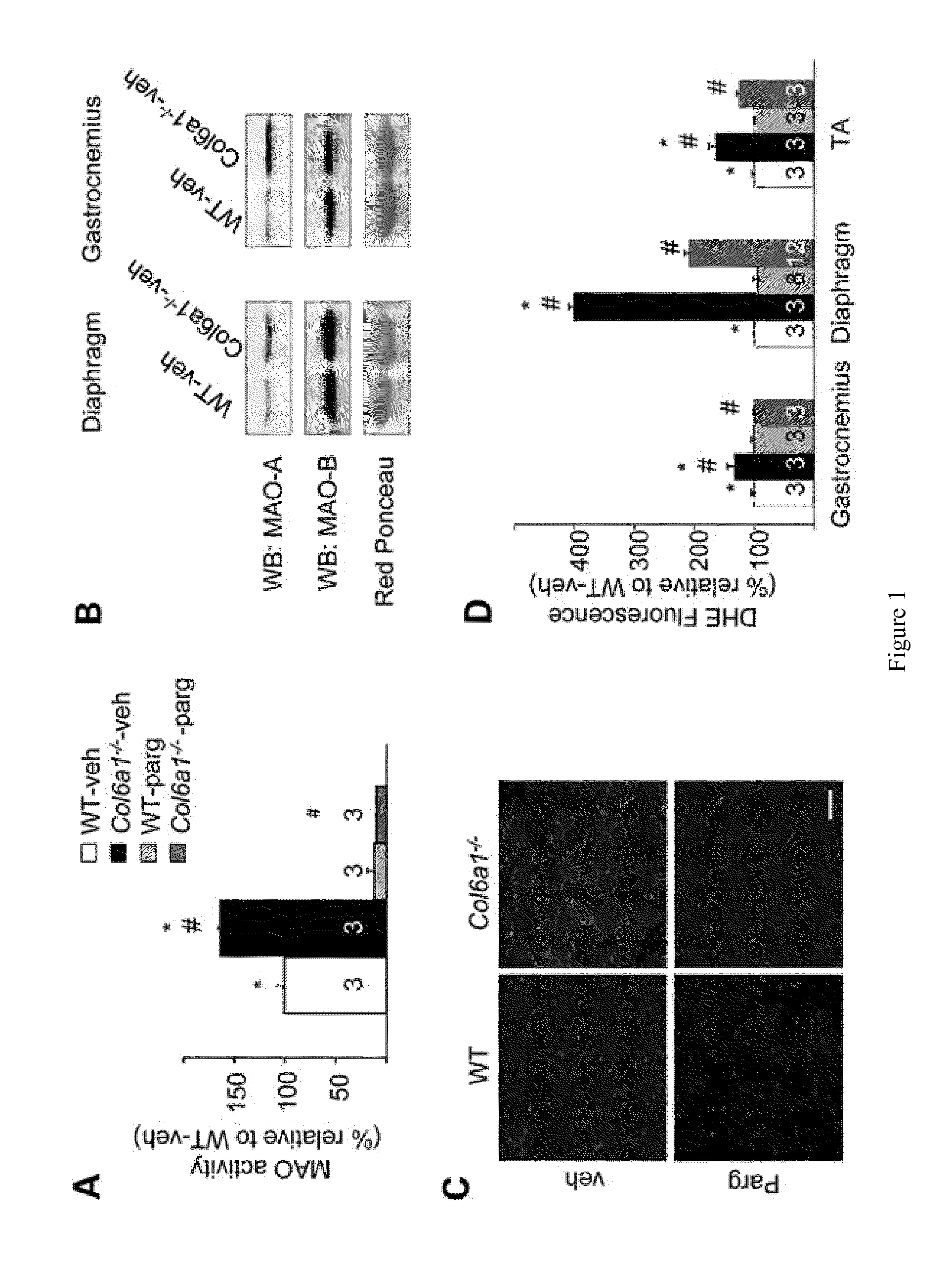 Treatment of muscular dystrophies and associated conditions by administration of monoamine oxidase inhibitors