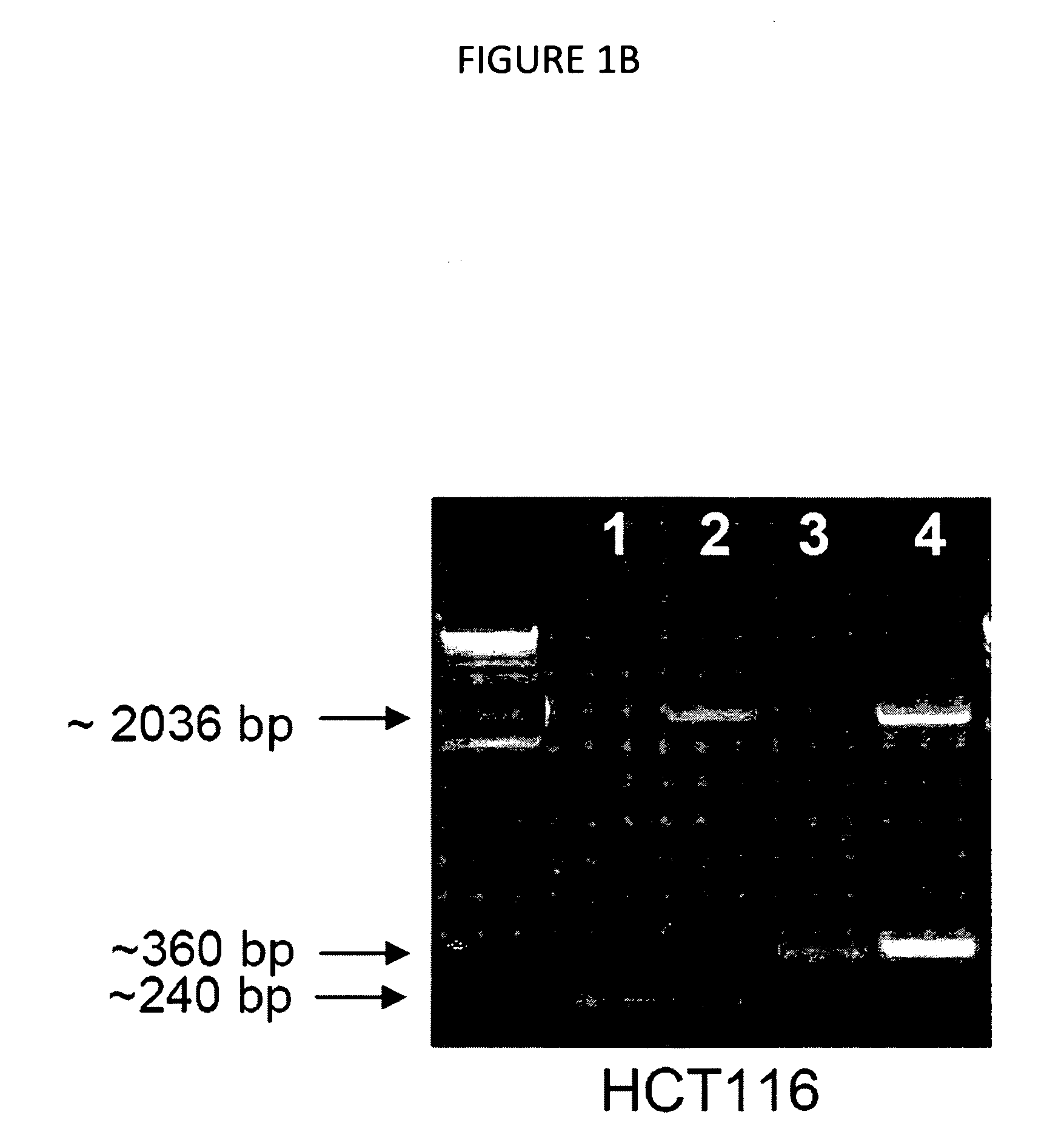 Methods and Systems for Detecting Antiangiogenesis