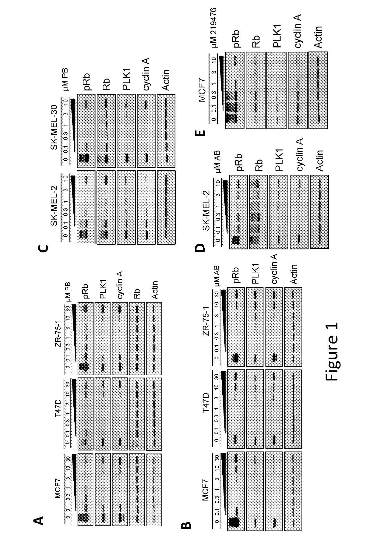 Compositions and methods for treating cdk4/6-mediated cancer
