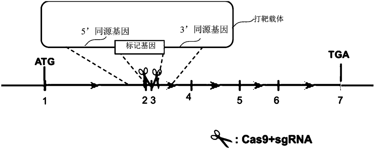 Knockout vector, targeting vector, in-vitro knockout method of PPARG gene in liver cell, and knockout liver cell