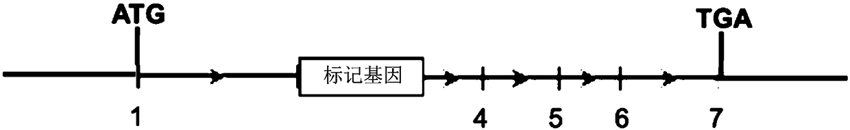 Knockout vector, targeting vector, in-vitro knockout method of PPARG gene in liver cell, and knockout liver cell