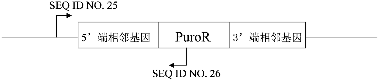 Knockout vector, targeting vector, in-vitro knockout method of PPARG gene in liver cell, and knockout liver cell