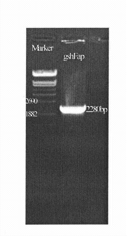 Bifunctional glutathione synthetase and method for producing glutathione by using same